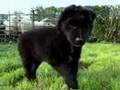 Border Collie Sheepdog & Amazing Cute Puppy Movie Trailer