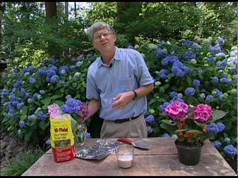 how to dye hydrangeas with food coloring