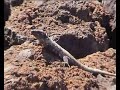 El lagarto gigante de El Hierro