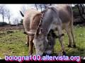 Bologna FC 1909 Presepe Rossoblù 2009 rime di Darioz