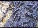 Carp - Pymatuming lake, Spillway