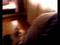 videos de Cat vs Parrot(Maca VS Micko)