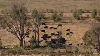 Ganadería con Manejo holístico. Regenerando suelos.