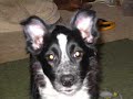 One Year with Speedoggie\