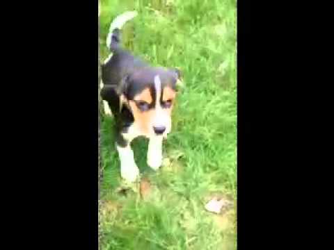 AKC Registered Purbred Beagle Puppy