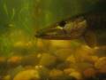 videos de Зелёная хищница  (It is eaten alive).mpg