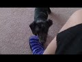 Gypsy the Dachshund