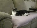 My Cat Freak Chasin His Tail #3 My Cat Freak Chasin His Tail #3