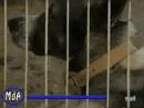 Tortura con Nocturniadad y Alevos�a