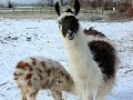 SNOWY LLAMAS SNOWY LLAMAS
