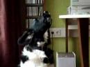 Tjebbe howling