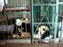 panda base in china
