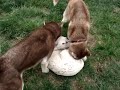 New puppies playing together. Dalmatian & Huskys pt2 New puppies playing together. Dalmatian & Huskys pt2