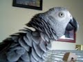 Hi! Hi!