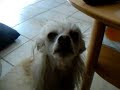 sneezing-dog.html