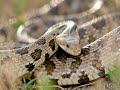 3 Species removed from Missouri endangered species list 3 Species removed from Missouri endangered species list