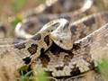 videos de 3 Species removed from Missouri endangered species list