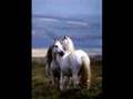 Wild Horses
