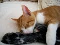 Cute Animals! Kitten licking dog xD