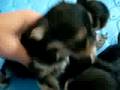 Zoey's Morkie Babies 26 days old