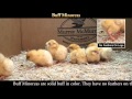 Video: Buff Minorca Baby Chicks
