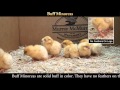 Video: Buff Minorca Baby Chicks Video: Buff Minorca Baby Chicks