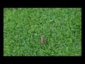 Frosch am Golfplatz Frosch am Golfplatz