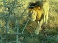 Male Lion passing by at Phinda