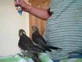 baby cockatiels being handfed