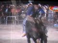 catrin del d f  vs puños de gloria de memo ocampo