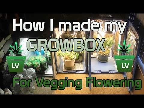 how to grow easy weed