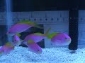 10 Bicolor Anthias 1 10 Bicolor Anthias 1