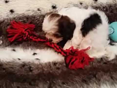 SO CUTE CAVAPOO FEMALE PUPPY!
