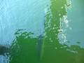 videos de Tampa Tarpon