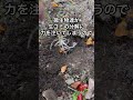 生ゴミをそのまま畑に埋めると起こること#shorts #家庭菜園 #米ぬか