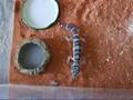 Leopard Gecko eating crickets 007