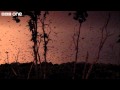 Life - The world's largest gathering of fruit bats - BBC One