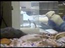 Arkansas State University Tracking mussels
