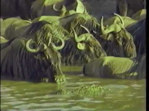 nile crocodile
