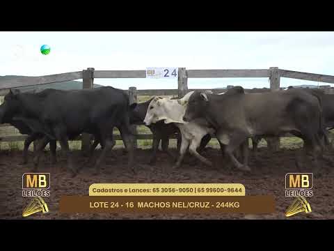 551� LEIL�O VIRTUAL MB LEIL�ES