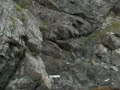 Newfoundland Eagle