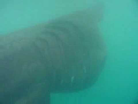 Basking Shark Ballyliffen - June 07