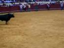 Capeia arraiana no campo pequeno