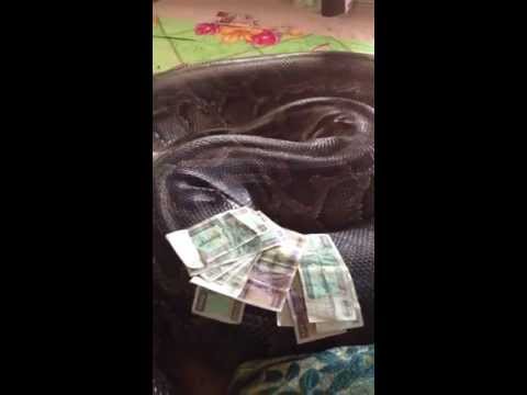 Imagen de previsualización de YouTube