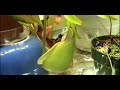 This is a time lapse of the tropical pitcher plant Nepenthes Rafflesiana.It took over a month from start to finish. The song is Everyday by Carly Comando.