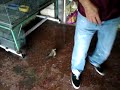 zorzal atrevido amigo de pedrito el loro que llora