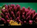 Caos no Clima | Aumento do nivel dos mares