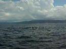Whale call