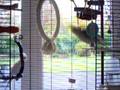 videos de nieuwe kooi