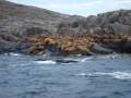 Walrus on Walrus Island near Coral Harbour - Part ...